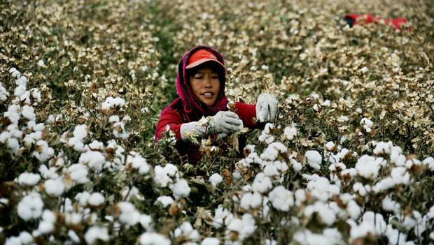 Một công nhân nhặt bông trong mùa thu hoạch ở Hami, khu vực Tân Cương. Trung Quốc là nước sản xuất bông lớn nhất thế giới và bông chiếm một vị trí quan trọng trong nền kinh tế quốc gia này.