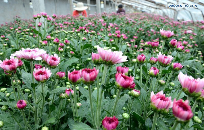 Nông dân chọn những bông hoa cúc để đem bán tại làng Mazhuang, xã Yiyuan, tỉnh Sơn Đông.