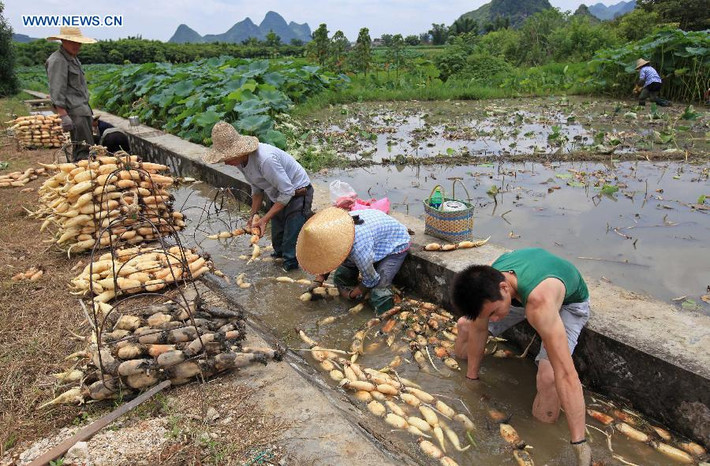 Nông dân rửa củ sen tươi tại làng Santang, xã Dapu, khu tự trị Choang Quảng Tây. Khi mùa thu hoạch củ sen đến (khoảng tháng 6 hàng năm), nông dân ở đây đều rất bận rộn.