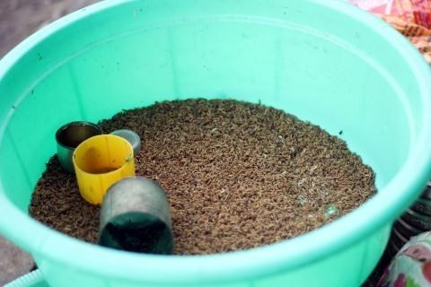 Những loại mồi như rết, dế, cào cào có giá dao động từ 12-15k/bịch nhưng chỉ được dưới chục con.