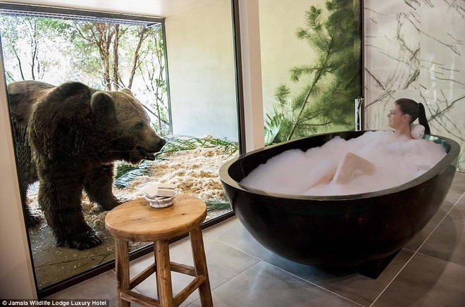 Tại khách sạn Jamala Wildlife Lodge nằm giữa vườn thú Australia, các du khách sẽ được sống trong những ngôi nhà gần gũi với thiên nhiên, tận mắt nhìn thấy những loài động vật hoang dã. Vật cản duy nhất giữa các du khách và những loài động vật hoang dã chỉ là một tấm kính.