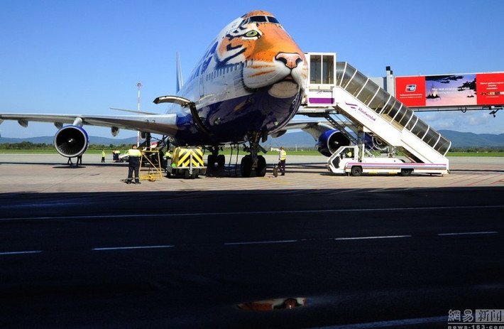 Hành khách trên chiếc máy bay hình đầu hổ của hãng hàng không Transaero Airlines được đọc các tạp chí cung cấp thông tin về loài hổ Siberia có nguy cơ tuyệt chúng và cũng có cơ hội để xem phim tài liệu quay bởi Trung tâm bảo tồn hổ Amur trên chuyến bay.