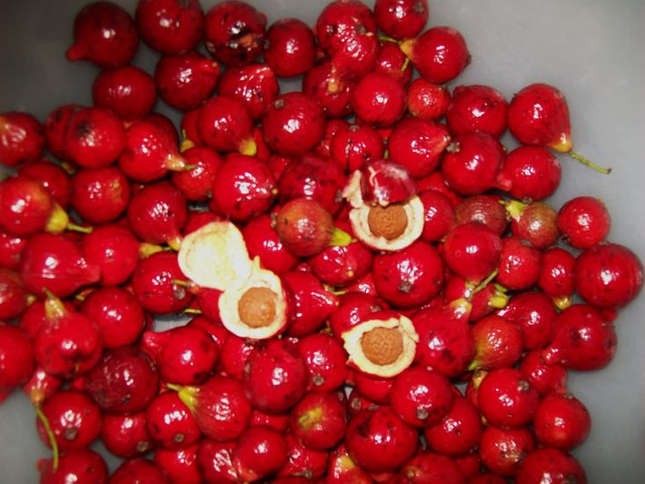 Thoạt nhìn, quả Quandong khá giống với trái ổi đỏ.