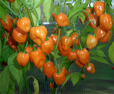Không chỉ được trồng phổ biến ở Mexico, giống ớt cay habanero còn mọc ở các vùng có khí hậu nóng khác như Costa Rica, một số vùng ở Mỹ và ở Panama.