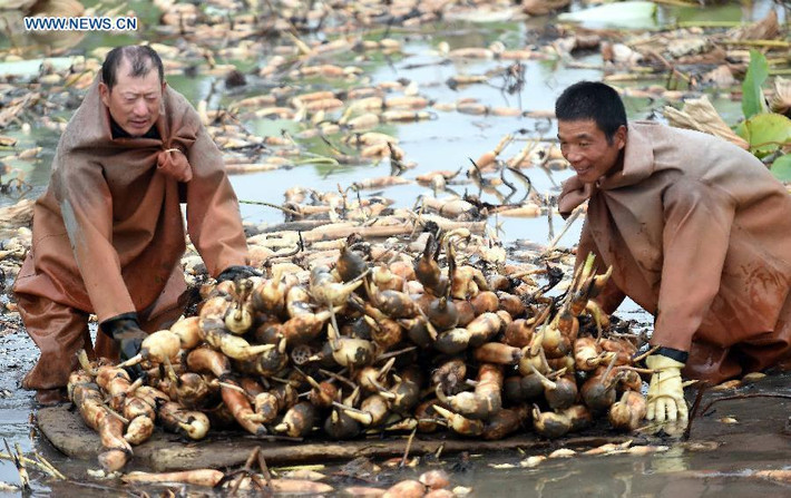 Giá thành và năng suất cao nên người dân trồng sen đều rất phấn khởi.