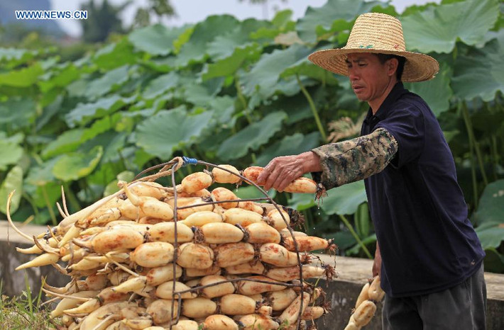 Những củ sen trắng mập mang về khoản thu lớn cho người dân.