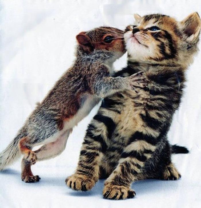 Sóc yêu mèo! Câu chuyện cuộc sống của thế giới động vật đầy sinh động.
