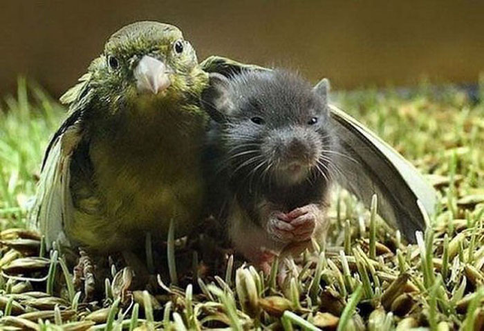Đừng sợ, vẹt đây sẽ không để ai bắt nạt được bạn đâu!