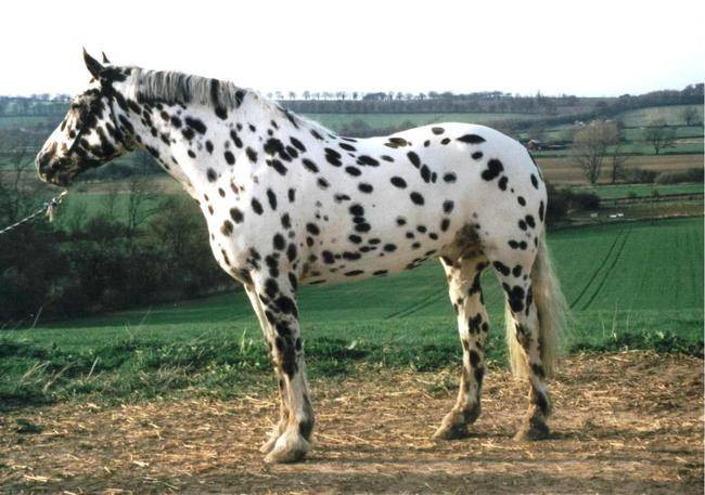 Ngựa Dalmatian hay còn gọi là ngựa đốm, đây là giống ngựa hiếm của nước Anh với bộ lông trắng điểm đốm đen dày đặc. Bộ lông của chúng khiến những con ngựa Dalmatian trở nên đặc biệt quý và cũng đặc biệt đắt.