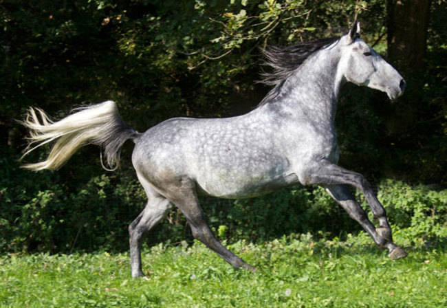 Con ngựa đốm xám Dappled Grey này đúng như tên gọi có một bộ lông xám, loang những đốm trắng rất thú vị, không một con ngựa nào có thể sở hữu bộ lông đặc biệt như thế.
