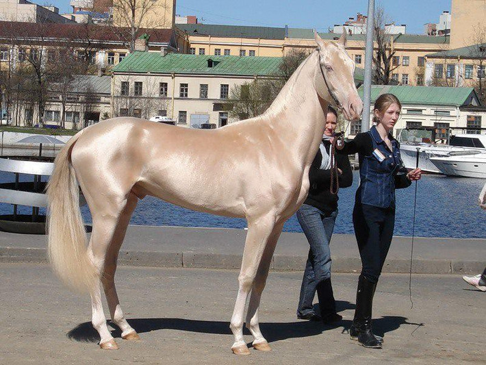 Ngựa Akhal-Teke, đây là giống ngựa có bộ lông mượt như nhung, ánh kim đẹp tuyệt vời. Cùng với dáng dấp cao ráo, kiêu kỳ, đây được coi là loài ngựa đẹp nhất thế giới.