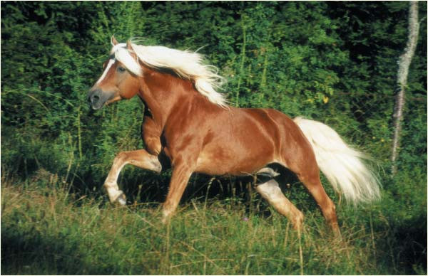 Ngựa Haflinger là một giống ngựa được nuôi nhiều tại Áo và miền bắc Italia. Giống ngựa này nổi tiếng với bộ lông nâu đỏ tuyệt đẹp kết hợp hài hòa với bờm và đuôi màu trắng. Trông nó chẳng khác nào một siêu sao điện ảnh trong vương quốc loài ngựa.