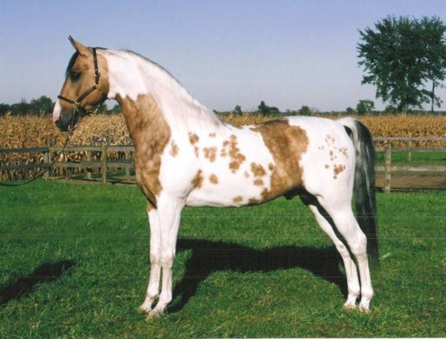 Ngựa Buckskin Pinto, giống ngựa lai sở hữu cả hai vẻ đẹp hình thể mềm mại quyến rũ và bộ lông loang màu siêu đẹp.