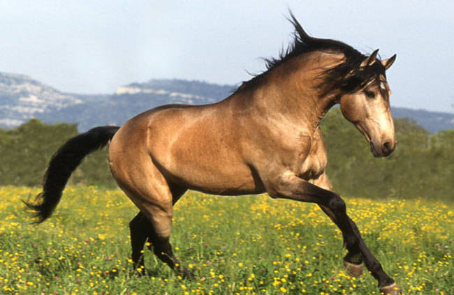 Con ngựa giống Buckskin này có vẻ đẹp đặc biệt với bộ lông màu nâu vàng óng ả cùng với những điểm nhấn ở chân, đuôi và bờm đen tuyền.