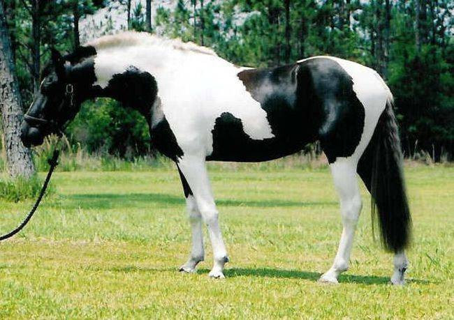 Ngựa Pinto, đây là giống ngựa nổi tiếng với bộ lông khoang đen trắng ấn tượng, đẹp độc quyền mà không có giống ngựa nào khác có được.