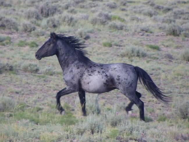 Ngựa Blue Roan, giống ngựa hiếm với bộ lông xám, xanh đen lôi cuốn. Đây là một trong những loài ngựa mà bất cứ người yêu ngựa nào trên thế giới đều muốn có.
