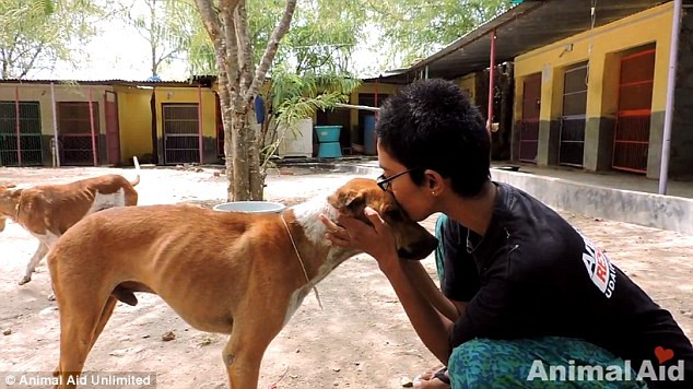 Ngay khi nhận được thông báo, các nhân viên đã tiến hành tìm kiếm và phát hiện chú chó tội nghiệp trên đường. Họ dùng vợt lưới để kiểm soát chú chó đang đau đớn và sợ hãi tột độ.