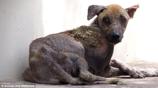 Cách đây không lâu, những nhân viên trung tâm cứu hộ Animal Aid Unlimited ở Ấn Độ đã được thông báo về trường hợp một chú chó đi lạc đang trong tình trạng rất đáng thương, lở chóc đau đớn khắp người và gầy trơ xương. Đó là trường hợp của chú chó dị ứng với người Adam, một chú chó kỳ lạ giống Labrado.
