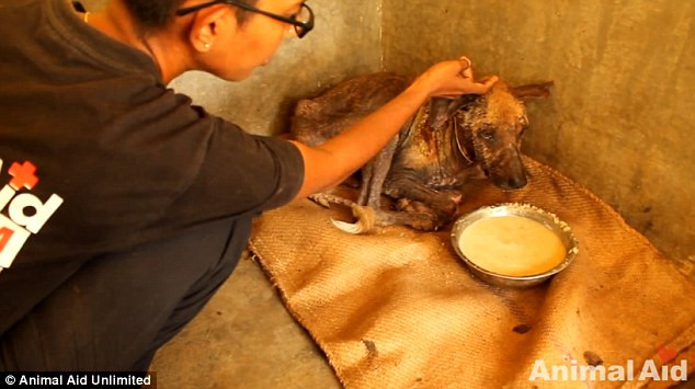 Sau 6 tuần được chăm bẵm, điều trị, chú chó đã hồi phục một cách đáng kinh ngạc về thể chất, trở thành một chú chó hoàn toàn khỏe mạnh với bộ lông vàng mượt mà.