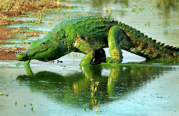 Loài cá sấu này vốn đã có vẻ ngoài hung dữ, nay khoác lên người một màu xanh lá cây tươi sáng lại càng khiến cho nó thêm phần ấn tượng, tô điểm cho vẻ đẹp ác độc của mình.
