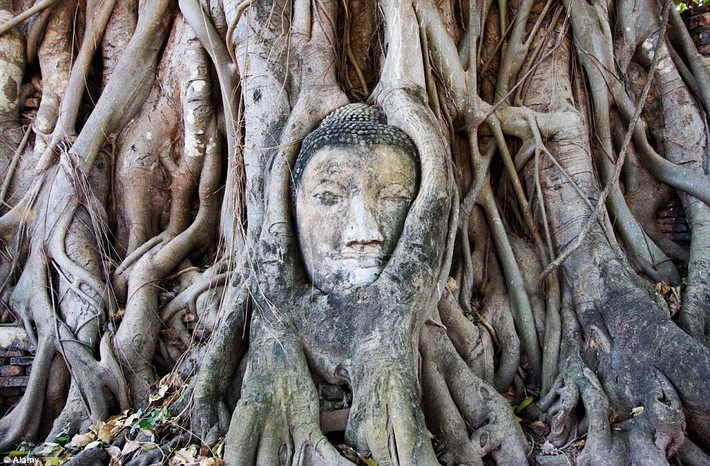 Tại đền thờ nổi tiếng của thành phố lịch sử Ayutthaya, Thái Lan, nơi được Trung tâm Di sản Thế giới UNESCO công nhận là di sản thế giới năm 1991, khách tham quan có thể bắt gặp những hình ảnh đáng kinh ngạc như khuôn mặt của Đức Phật nép mình vào gốc cây. Cũng tại đây, thời gian như quay ngược lại, trở về thủa sơ khai, con người trở nên thật bé nhỏ với những cây cổ thụ hùng vĩ và đền thờ bí ẩn.