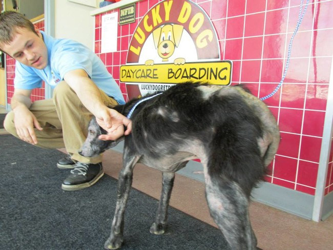Adam được Trung tâm cứu hộ động vật Lucky Dog Retreat Rescue ở bang Indianapolis, Mỹ giải cứu trong tình trạng vô cùng nghiêm trọng. Thậm chí khi được cứu chữa rất nhiệt tình và chăm sóc cẩn thận nhưng bệnh tình của Adam không thuyên giảm, thậm chí còn nặng hơn.