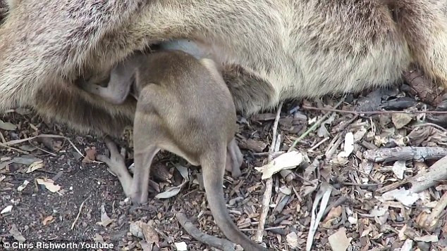 Chris đã ngay lập tức nhận ra hoàn cảnh đáng thương của bé wallaby con khi nhìn thấy nó cố gắng rúc vào mẹ. Anh bế cô bé lên, đặt vào giỏ xe đạp của mình và đưa cô đến trạm cứu hộ động vật hoang dã của địa phương.