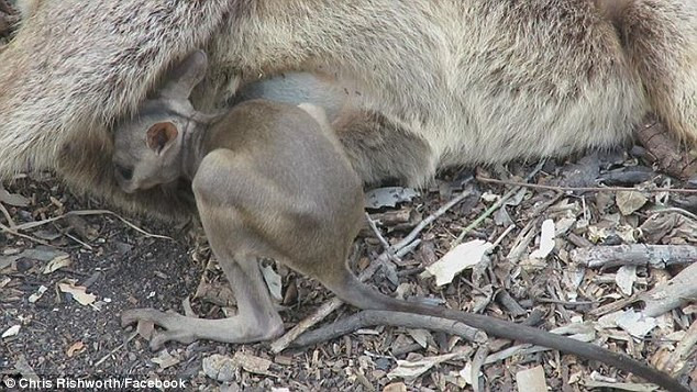 Cảnh tượng đau lòng về một cô chuột túi wallaby con đang tuyệt vọng tìm cách chui vào túi của mẹ được Chris Rishworth, một cư dân tại đảo Magnetic, ở phía bắc Queensland bắt gặp và chụp lại. Sau đó, Chris chia sẻ trên trang Facebook cá nhân, nhận được rất nhiều sự quan tâm của dư luận.