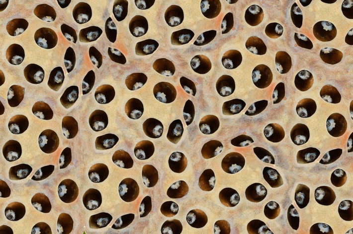 Trypophobia là tên của hội chứng sợ những đồ vật có nhiều lỗ. Theo đó, những người mắc chứng bệnh sợ hãi này cảm thấy khó chịu, buồn nôn, nổi da gà hay thậm chí là hoảng loạn khi nhìn thấy những vật có nhiều lỗ nhỏ như tổ ong, mút xốp...