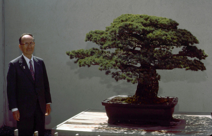 Cây bonsai sống sót thần kỳ sau vụ thả bom hạt nhân trên được gia đình ông Yamaki trồng từ năm 1625.