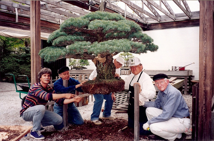 Về sau, gia đình Yamaki vẫn tiếp tục chăm bón cho cây bonsai cho đến năm 1976. Nhân dịp kỷ niệm 200 năm ngày độc lập của Mỹ, ông Masaru tặng cây bonsai sống sót thần kỳ sau khi bom hạt nhân thả xuống Hiroshima cùng với 52 cây bonsai khác cho Vườn ươm quốc gia Mỹ như một món quà đại diện cho thiện chí và sự hòa bình.