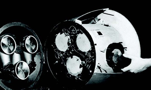Trong thời gian diễn ra Thế chiến 2, nhà nghiên cứu tập tính động vật người Mỹ B.F. Skinner đã nghĩ ra ý tưởng huấn luyện chim bồ câu mổ liên tiếp vào màn hình quang học, dẫn đường cho tên lửa bắn trúng mục tiêu. Quân đội Mỹ thông qua dự án quân sự này vì chim bồ câu là loài chim có trí nhớ rất tốt.