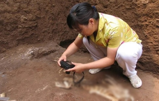 Giới khảo cổ cũng khai quật được nhiều bộ xương động vật quý hiếm như: sếu, linh miêu, báo hoa mai, gấu, vượn...