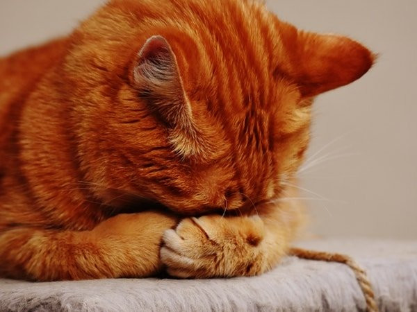 Khi bạn ăn thiếu calo, cơ thể không có đủ năng lượng khiến bạn không thể ngủ ngon và có thể thức giấc giữa đêm để tìm đồ ăn bất cứ lúc nào.