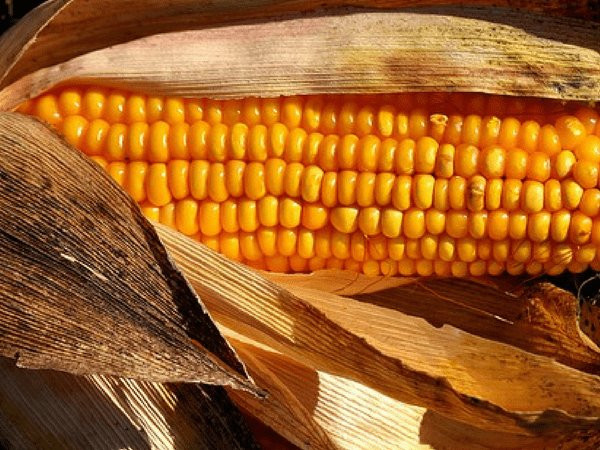 Râu ngô chứa nguồn dinh dưỡng dồi dào như beta-carotene, riboflavin, menthol, thymol, selenium và niacin. Những chất dinh dưỡng này mang lại nhiều lợi ích sức khỏe.