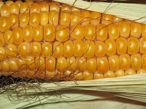 Râu ngô có chứa nhiều vitamin C, chất chống oxy hoá mạnh giúp ngăn ngừa bệnh tim mạch. Râu ngô cũng giúp kích thích tuần hoàn máu, từ đó cải thiện hoạt động, chức năng của các cơ quan quan trọng của cơ thể.