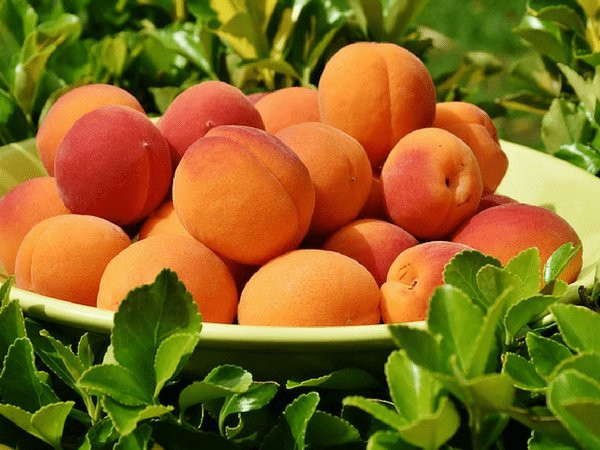 Quả mơ là một trong những trái cây chứa nhiều kali. Mơ khô có nhiều kali hơn quả tươi. Ảnh: Boldsky.