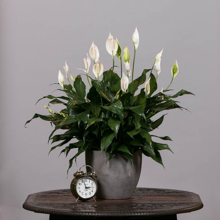 Hoa lan ý (Peace Lily) là loài thực vật có nguồn gốc tự nhiên ở Đông Nam Á và nhiều vùng nhiệt đới ở châu Mỹ. Cây có khả năng thấm hút các chất ô nhiễm tuyệt vời. Lan ý có thể loại bỏ các chất sau trong không khí: amoniăc, benzen, formaldehyde, TCE, xylene.