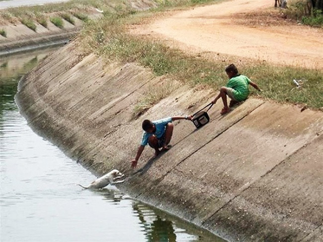 Hai cậu bé dũng cảm đang tìm ra cách khéo léo để giải cứu một con chó rơi xuống mương. Ảnh: Imgur.