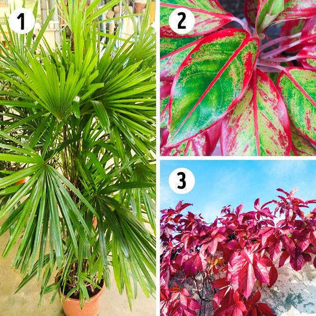 Ba loại cây cảnh nên trồng trong phòng tắm: Cây cọ làm sạch khí amoniac, rất hữu ích sau khi bạn lau phòng tắm bằng chất tẩy khác nhau.