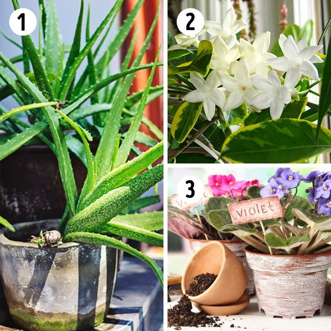 Đối với phòng bếp, bạn nên trông cây nha đam để làm sạch không khí.