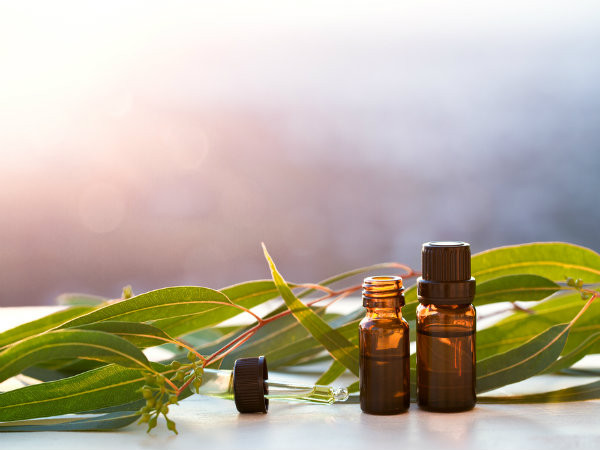 Dầu bạch đàn là một trong những loại dầu thiết yếu nhất để làm dịu chứng viêm. Dầu ngăn ngừa chất lỏng tích tụ trong tai và giúp chất lỏng thoát ra nhanh chóng. Ảnh: Boldsky.