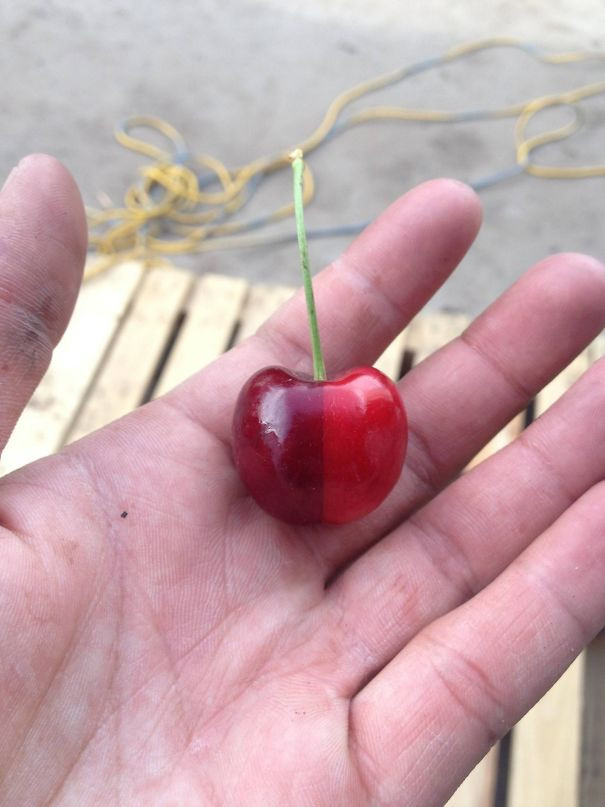 Quả cherry hai màu.