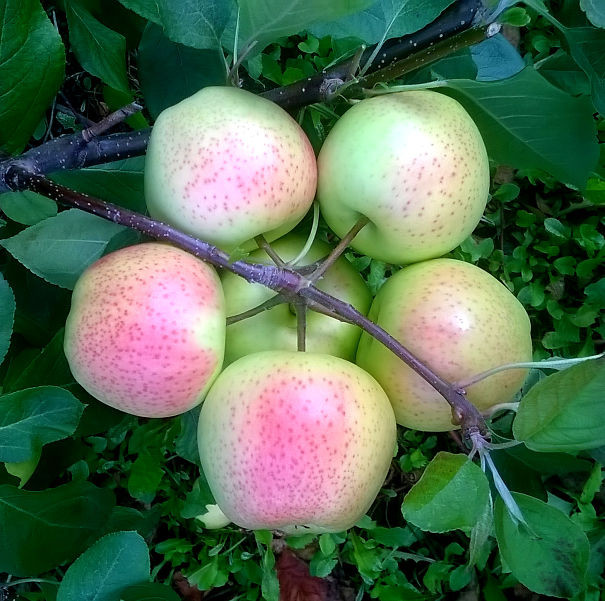 Chùm táo tuyệt đẹp.