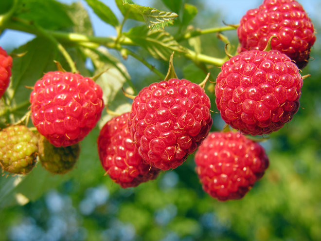 Vitamin C và magiê trong quả mâm xôi có thể cải thiện khả năng sinh sản ở cả nam giới và phụ nữ. Hơn nữa, các chất chống oxy hóa trong quả mâm xôi bảo vệ sức khỏe của “con giống” và làm giảm nguy cơ sẩy thai.