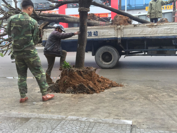 Trao đổi với PV Kiến Thức, ông Nguyễn Văn Hùng, Giám đốc Ban Quản lý Dự án đầu tư xây dựng thành phố Uông Bí cho biết, theo chỉ đạo của Sở Xây dựng tỉnh Quảng Ninh đã yêu cầu không trồng cây nữa thì tạm thời chuyển cây đi, mặt khác cho đỡ nhiều ý kiến trái chiều. Số lượng cây này sẽ được chuyển về bãi ươm của thành phố.