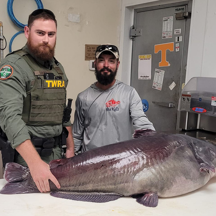 Tháng 9/2022, Micka Burkhart sống ở tiểu bang Tennessee, Mỹ cùng vợ có buổi hẹn hò đi câu trên sông Cumberland ở hạt Stewart. Theo đó, anh đã câu được một con cá da trơn nặng 54 kg dài 137 cm, chu vi thân 104 cm.