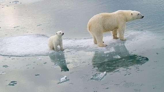 Nhiệt độ ấm hơn kết hợp cùng hiện tượng El Nino gây ra hạn hán tại nhiều khu vực. Đồng thời, cháy rừng cũng có nguy cơ xảy ra nhiều hơn gây ảnh hưởng đến môi trường trên thế giới.