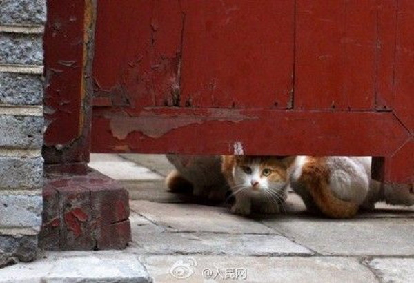 Sau khi nhà Thanh - triều đại phong kiến cuối cùng ở Trung Quốc sụp đổ, những con mèo "hoàng gia" tiếp tục sinh sống trong Tử Cấm Thành và gia tăng số lượng theo năm tháng.