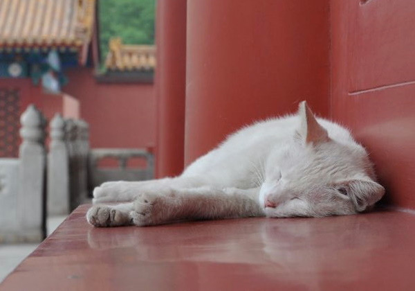 Dưới thời phong kiến, một số hoàng đế, phi tần của nhà Minh và nhà Thanh rất thích mèo. Do đó, họ đã nuôi một số con mèo làm thú cưng.